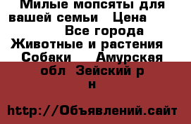 Милые мопсяты для вашей семьи › Цена ­ 20 000 - Все города Животные и растения » Собаки   . Амурская обл.,Зейский р-н